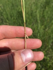 Carex prairea