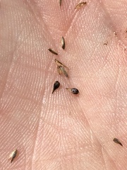 Carex prairea