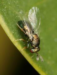 Otitesella