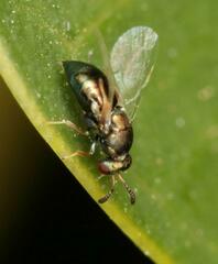 Otitesella