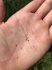 Carex prairea