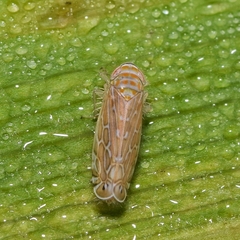 Paralimnus phragmitis