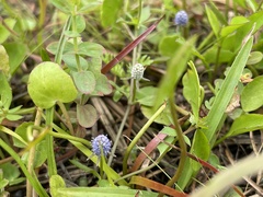 Eryngium prostratum