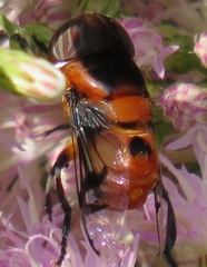 Phytomia kroeberi