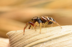 Zygoballus rufipes