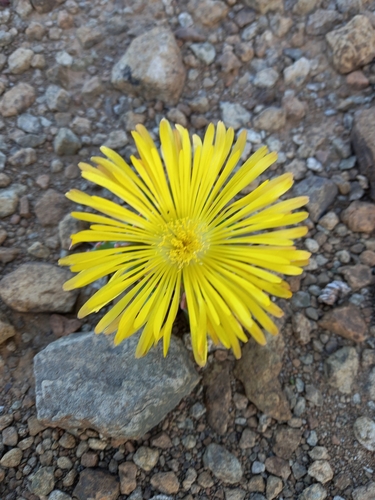 Faucaria bosscheana (Faucaria bosscheana)