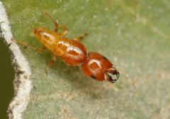 Otitesella