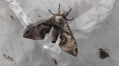 Daphnusa
