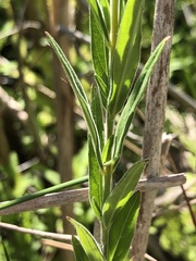 Epilobium strictum