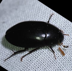 Hydrobiomorpha casta