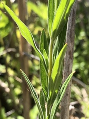 Epilobium strictum