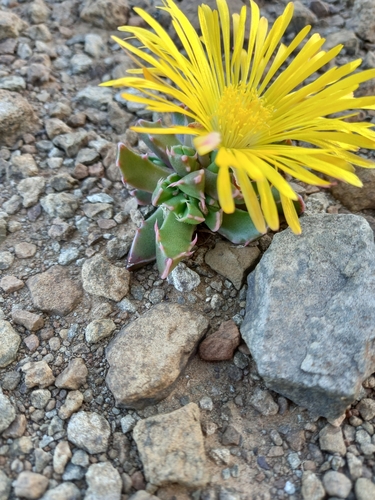 Faucaria bosscheana, photograph 5