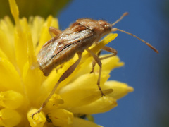 Stictopleurus scutellaris