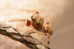 Zygoballus rufipes