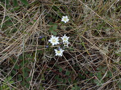Gentiana douglasiana