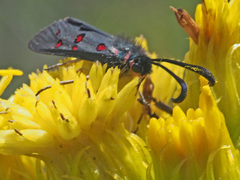 Neurosymploca caffra