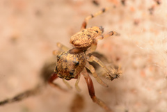 Zygoballus rufipes