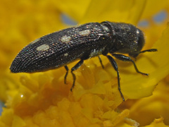 Acmaeotethya