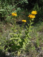 Pentanema spiraeifolium
