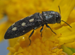 Acmaeotethya