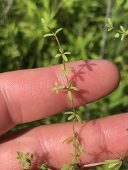Galium labradoricum
