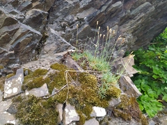 Dianthus gratianopolitanus