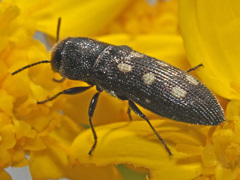 Acmaeotethya