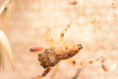 Zygoballus rufipes
