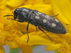 Acmaeotethya