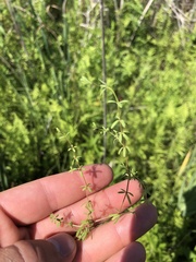 Galium labradoricum