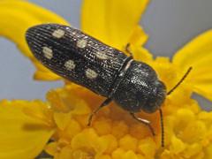 Acmaeotethya