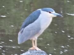 Nycticorax nycticorax image
