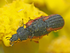 Melyris rufomarginata