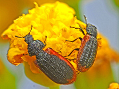 Melyris rufomarginata