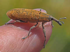 Gasteroclisus