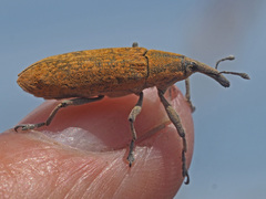Gasteroclisus