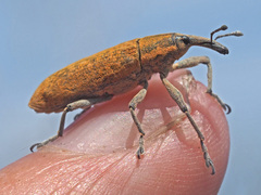 Gasteroclisus