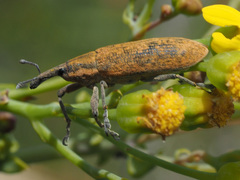 Gasteroclisus