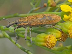 Gasteroclisus