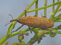 Gasteroclisus