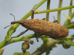 Gasteroclisus