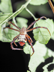 Argiope vietnamensis