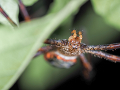 Argiope vietnamensis