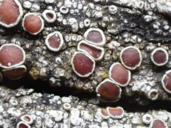 Lecanora cinereofusca