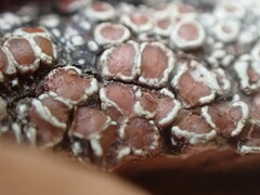 Lecanora cinereofusca