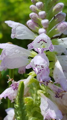 Physostegia intermedia
