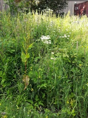 Heracleum sphondylium