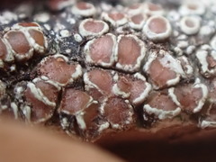 Lecanora cinereofusca