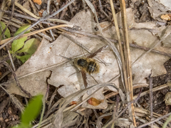 Bombylius fimbriatus