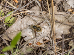 Bombylius fimbriatus
